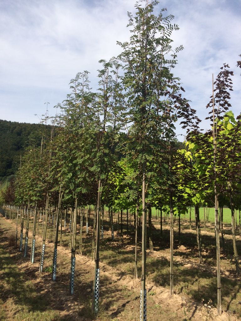 Sorbus aucuparia 'Edulis' Eßbare Eberesche