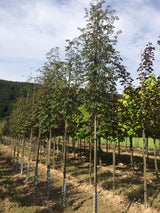 Sorbus aucuparia 'Edulis' Eßbare Eberesche