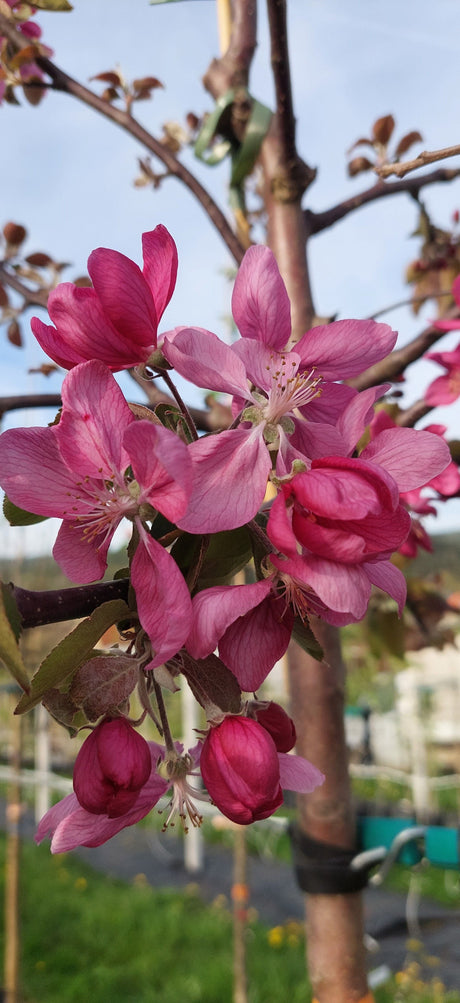 Malus 'Geneva'                                 CAC Apfel 'Geneva'
