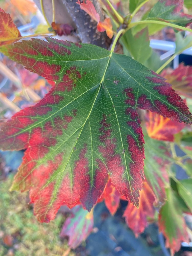 Sorbus torminalis Elsbeere