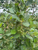 Alnus glutinosa Roterle
