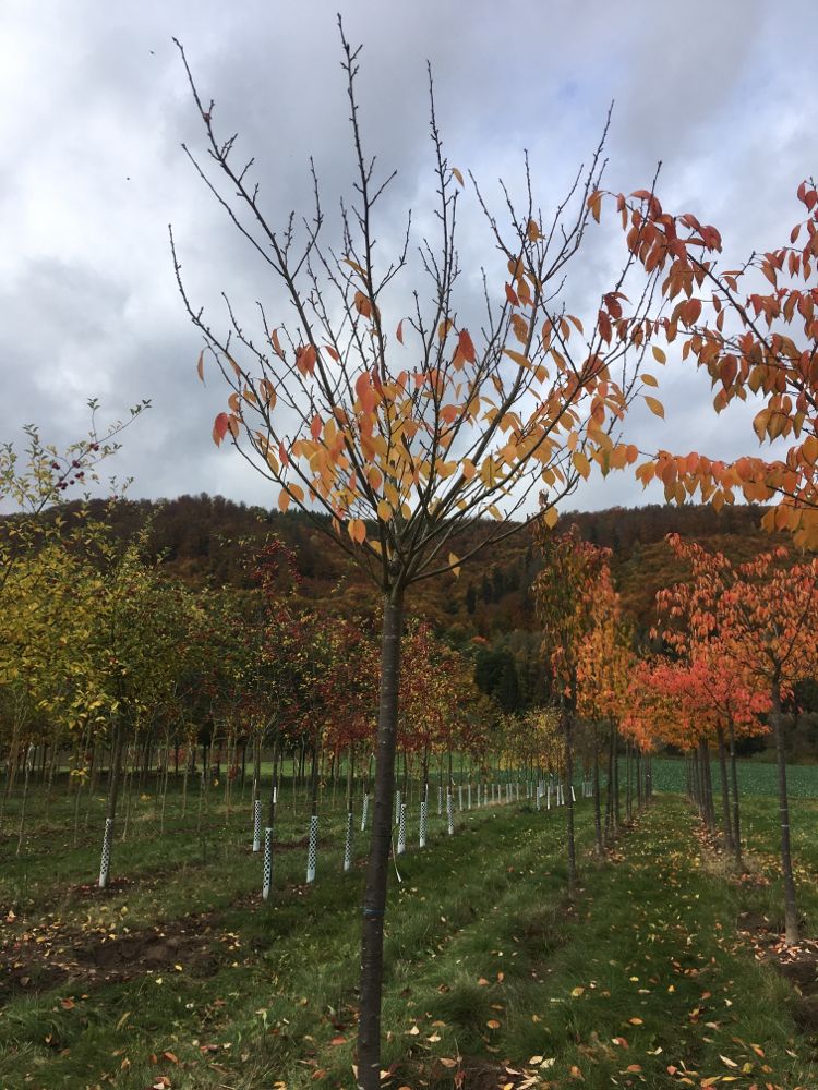 Prunus serrulata 'Kanzan' Japan.Nelkenkirsche 'Kanzan'
