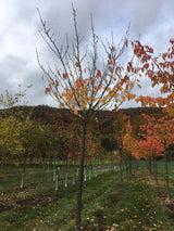 Prunus serrulata 'Kanzan' Japan.Nelkenkirsche 'Kanzan'