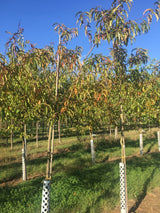 Prunus persica 'Red Haven'             CAC Pfirsich 'Red Haven'
