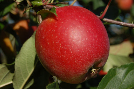 Malus 'Mariella' -S-                           CAC Apfel 'Mariella'