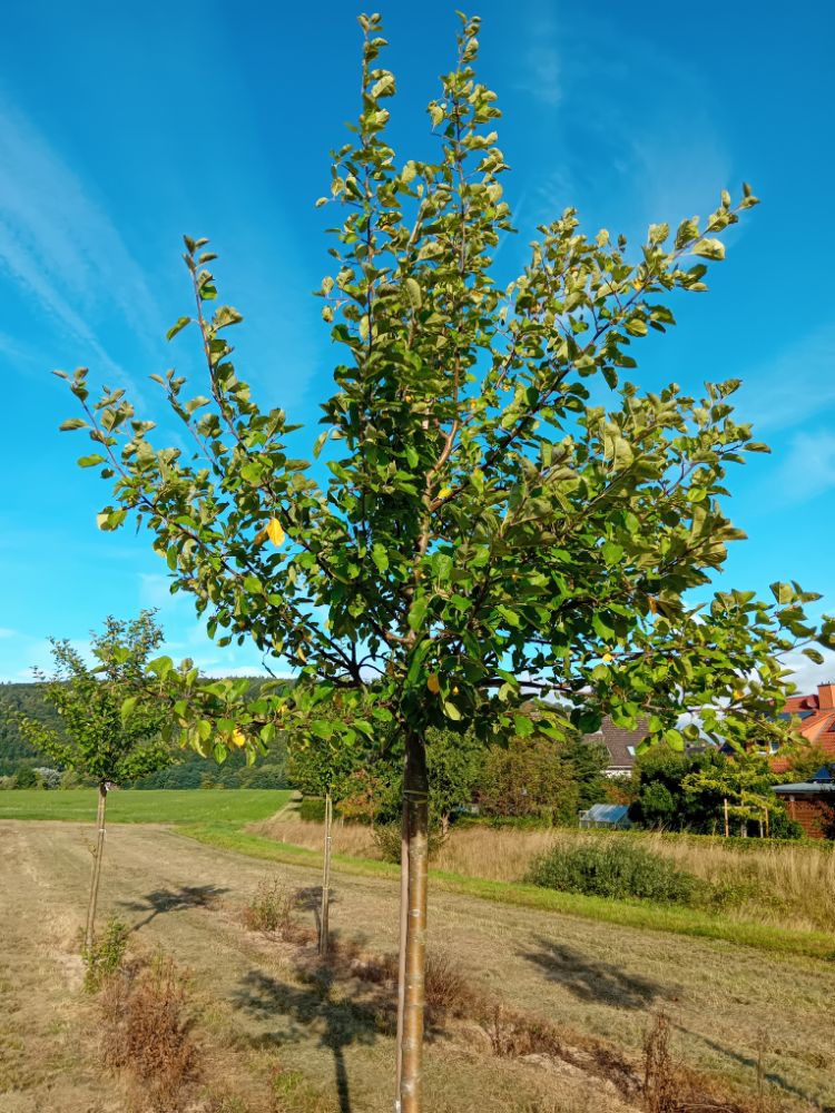 Malus 'Roter Boskoop'                  CAC Apfel 'Roter Boskoop'                 spät