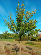 Malus 'Roter Boskoop'                  CAC Apfel 'Roter Boskoop'                 spät
