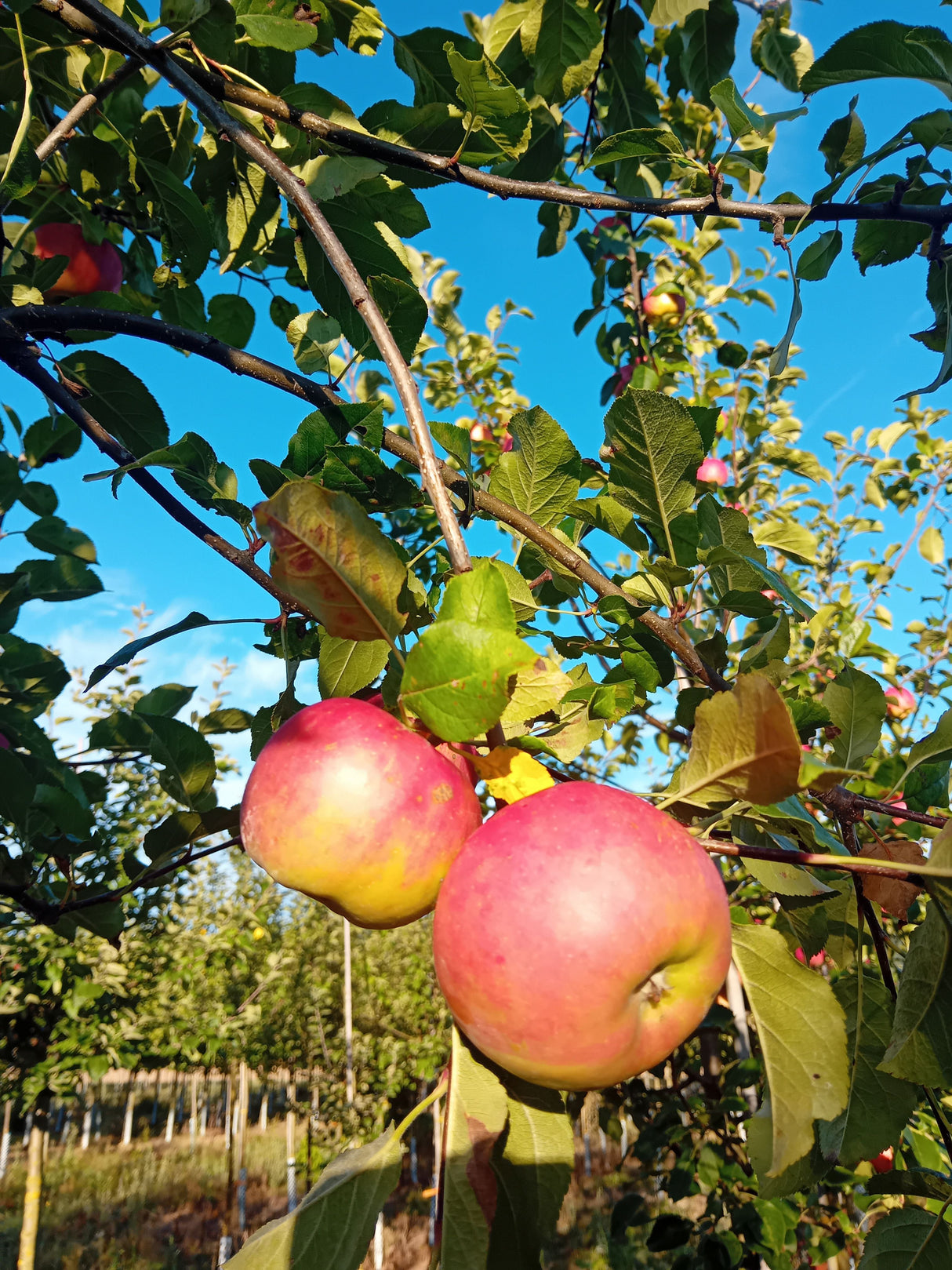 Malus 'Red Topaz' -S-               CAC Apfel 'Red Topaz' -S-