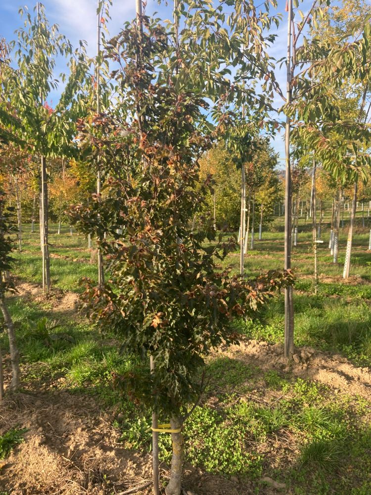 Fagus sylvatica 'Rohan Pyramid' Rotbuche 'Rohan Pyramid'