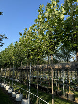 Liriodendron tulipifera Amerik.Tulpenbaum