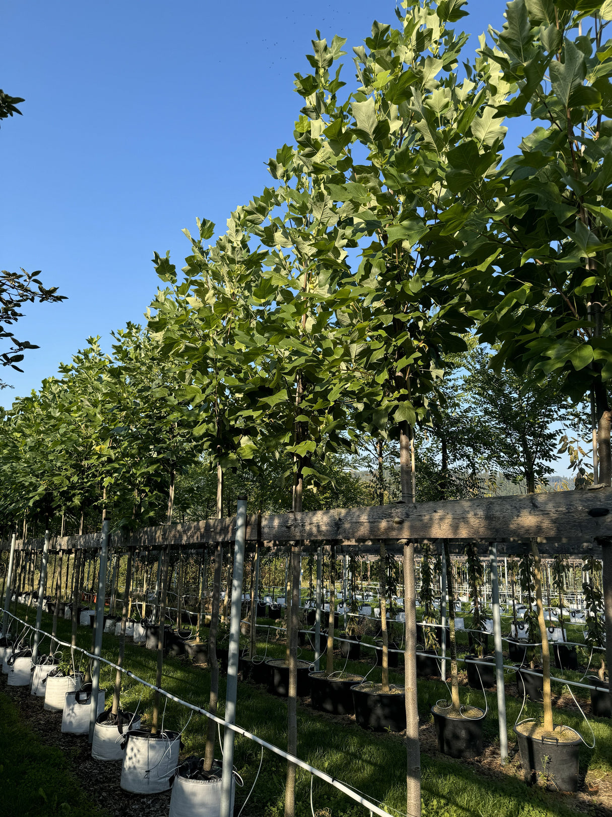 Liriodendron tulipifera Amerik.Tulpenbaum