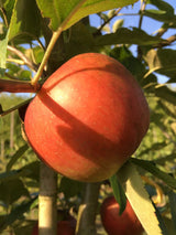 Malus 'Kaiser Wilhelm'                 CAC Apfel 'Kaiser Wilhelm'                spät