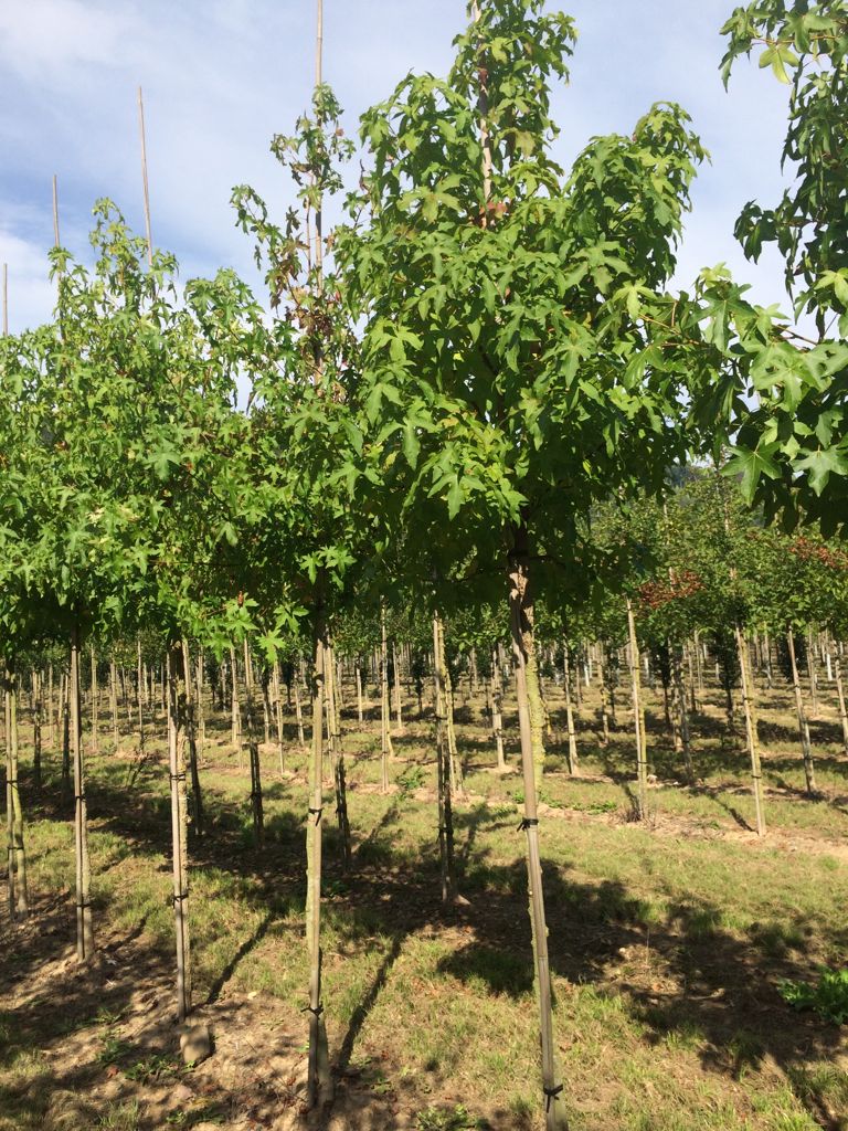 Liquidambar styraciflua Amerikanischer Amberbaum