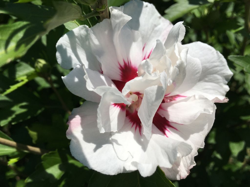 Hibiscus syriacus 'China Chiffon'  -R- Garteneibisch 'China Chiffon'  -R-