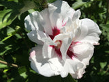 Hibiscus syriacus 'China Chiffon'  -R- Garteneibisch 'China Chiffon'  -R-