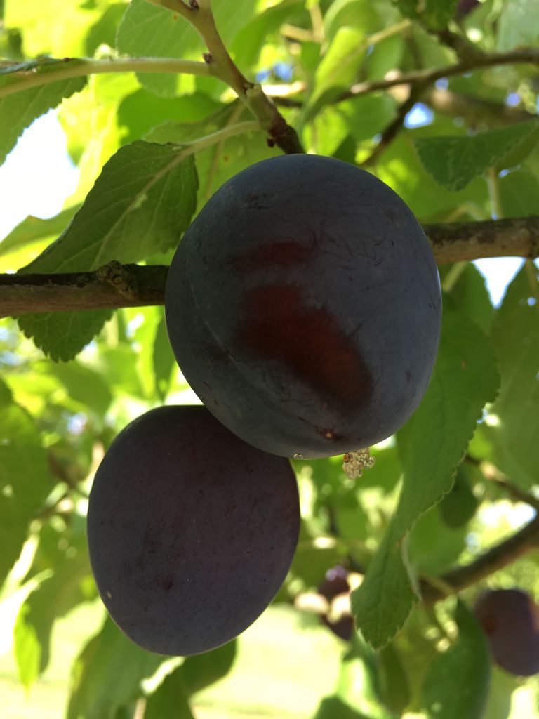 Prunus dom.'Bühler Frühzwetsche'       CAC Zwetsche 'Bühler Frühzwetsche'  mittelfrüh