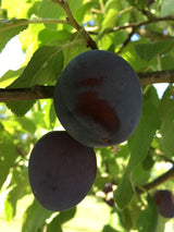 Prunus dom.'Bühler Frühzwetsche'       CAC Zwetsche 'Bühler Frühzwetsche'  mittelfrüh