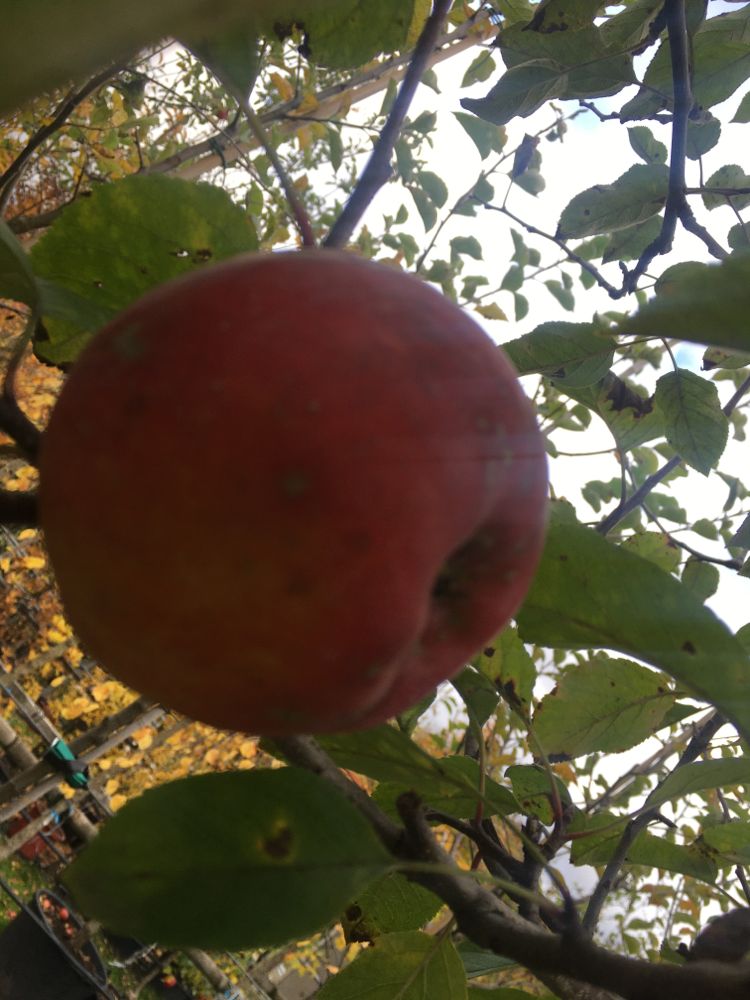 Malus 'Red Topaz' -S-               CAC Apfel 'Red Topaz' -S-