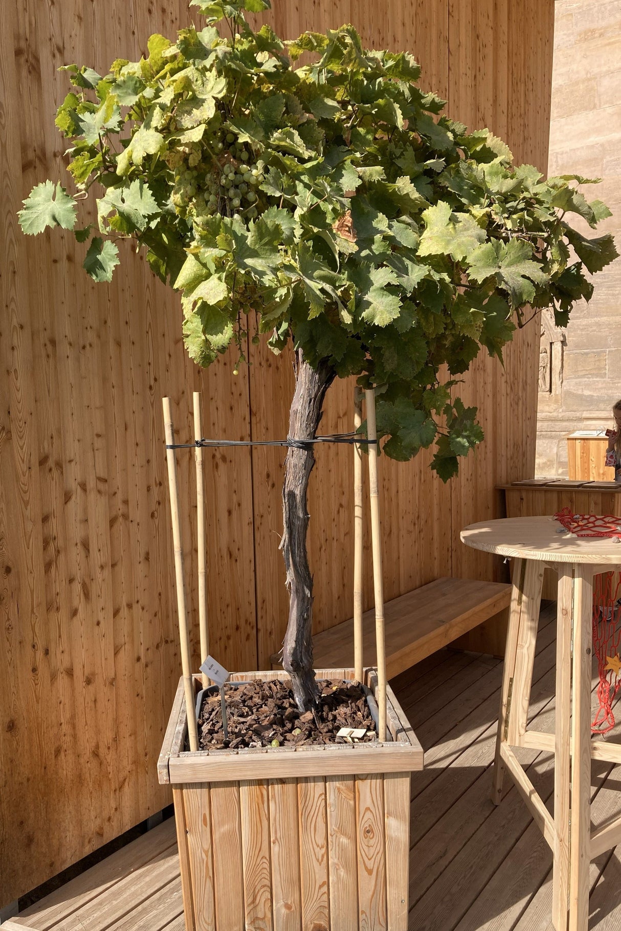 Vitis 'Lakemont'  -R- II Tafeltraube 'Lakemont'  -R-