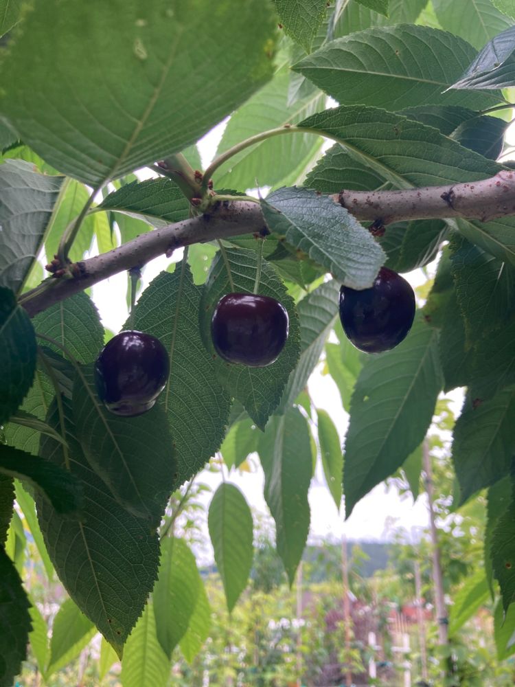 Prunus av.'Kira' -S-                  CAC Süßkirsche 'Kira' -S-
