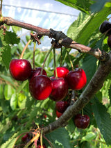 Prunus av.'Kira' -S-                  CAC Süßkirsche 'Kira' -S-