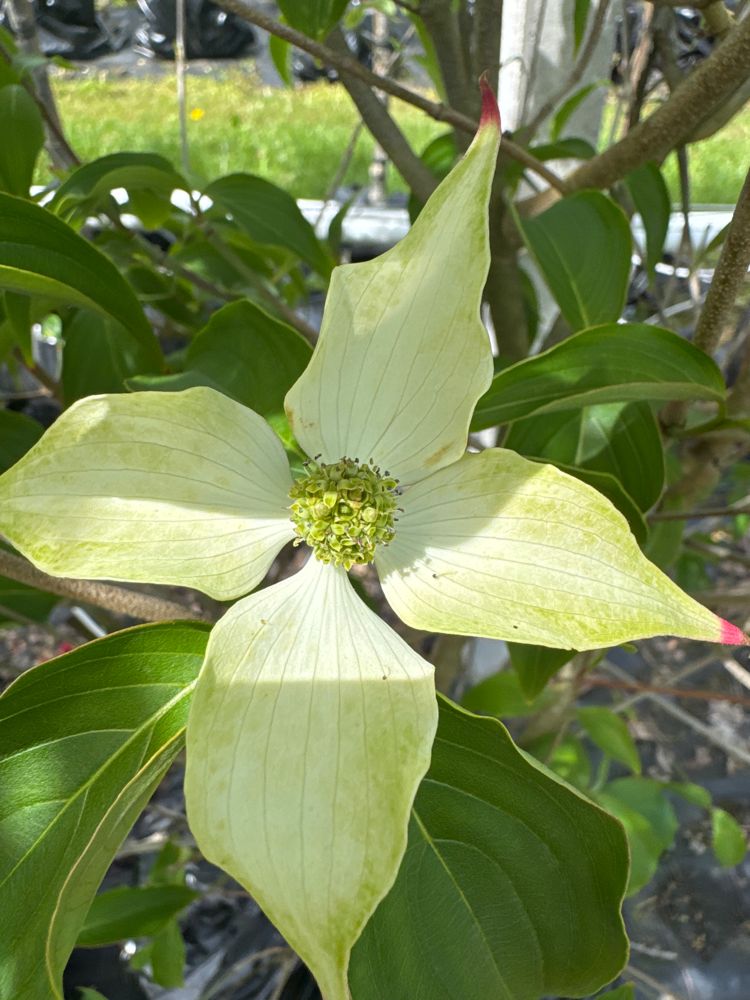 Cornus kousa chinensis Chin. Blumen-Hartriegel