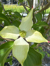 Cornus kousa chinensis Chin. Blumen-Hartriegel
