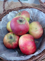 Malus 'Jonagored'  -S-                 CAC Apfel 'Jonagored'  -S-              mittel