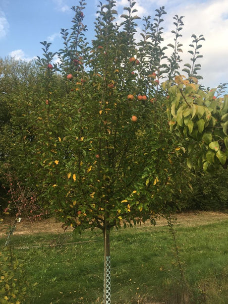 Malus 'Karneval'  -S-                  CAC Apfel 'Karneval'  -S-