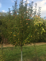 Malus 'Karneval'  -S-                  CAC Apfel 'Karneval'  -S-