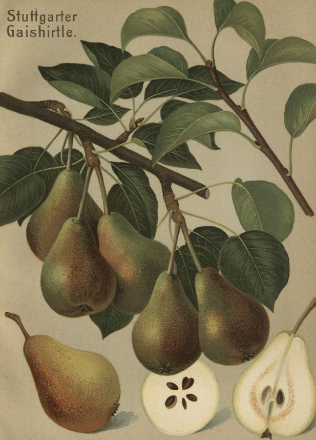 Pyrus com.'Stuttgarter Geißhirtle'     CAC Birne 'Stuttgarter Geißhirtle'        früh