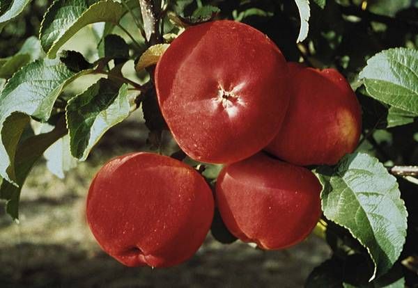 Malus 'Regia'  -S-                     CAC Apfel 'Regia'  -S-