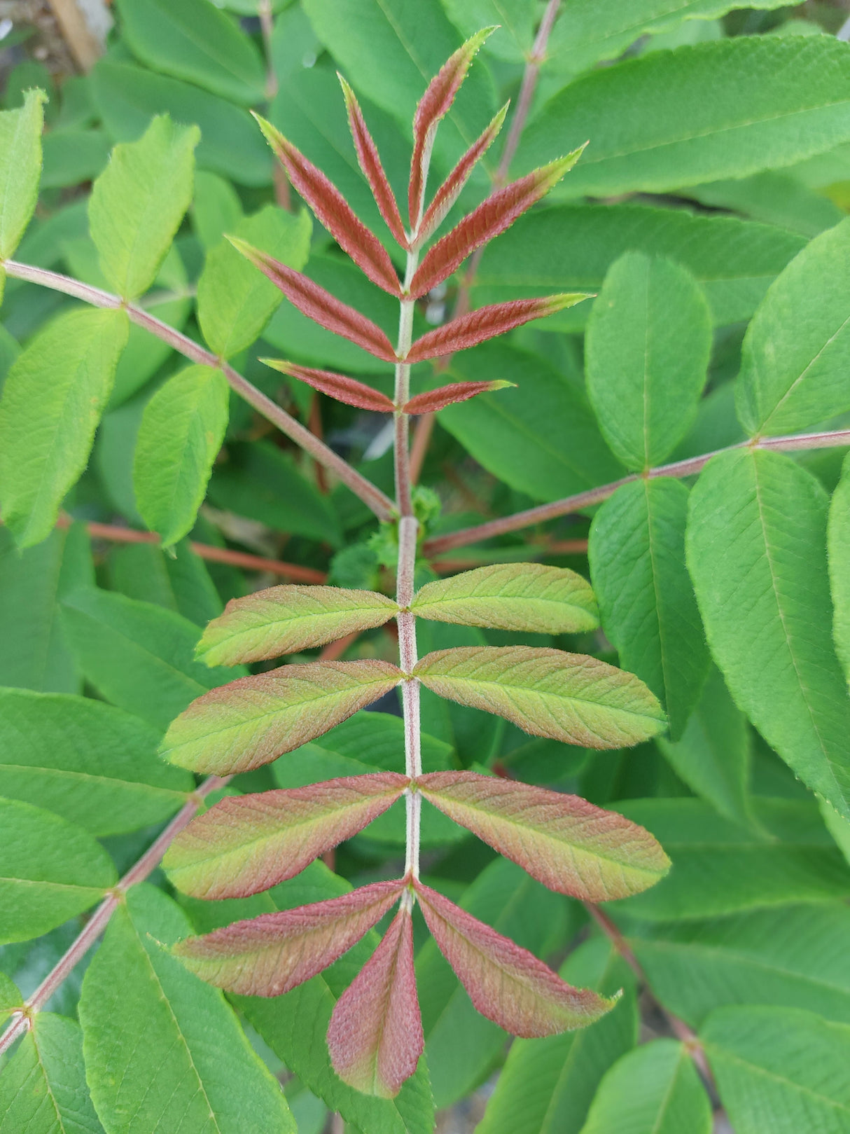 Sorbus 'Ulong' Eberesche 'Ulong'