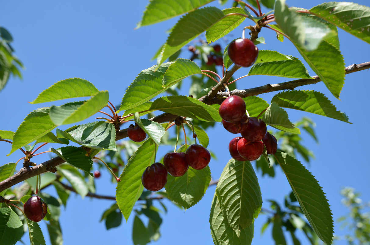 Prunus av.'Büttners Rt. Knorpelk'      CAC Süßkirsche 'Büttners Rt.Knorpelkirsch'5.KW