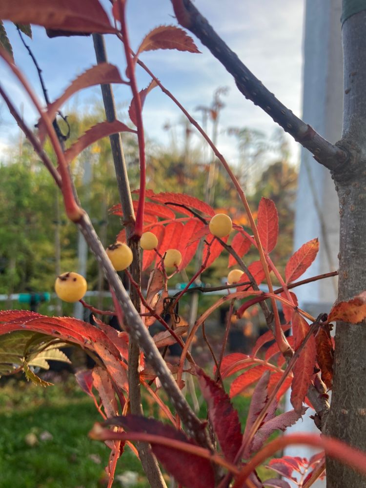 Sorbus 'Joseph Rock' Eberesche 'Joseph Rock'