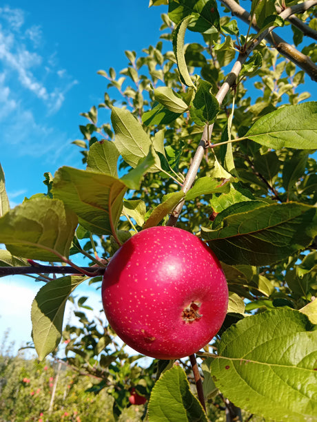 Malus 'Rote Sternrenette'              CAC Apfel 'Rote Sternrenette'           mittel