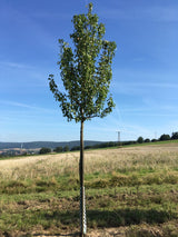 Pyrus com.'Condo'                     CAC Birne 'Condo'                       mittel
