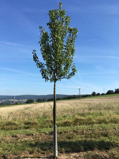 Pyrus com.'Condo'                     CAC Birne 'Condo'                       mittel