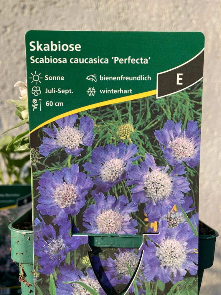 Scabiosa caucasica 'Perfecta' Große Skabiose