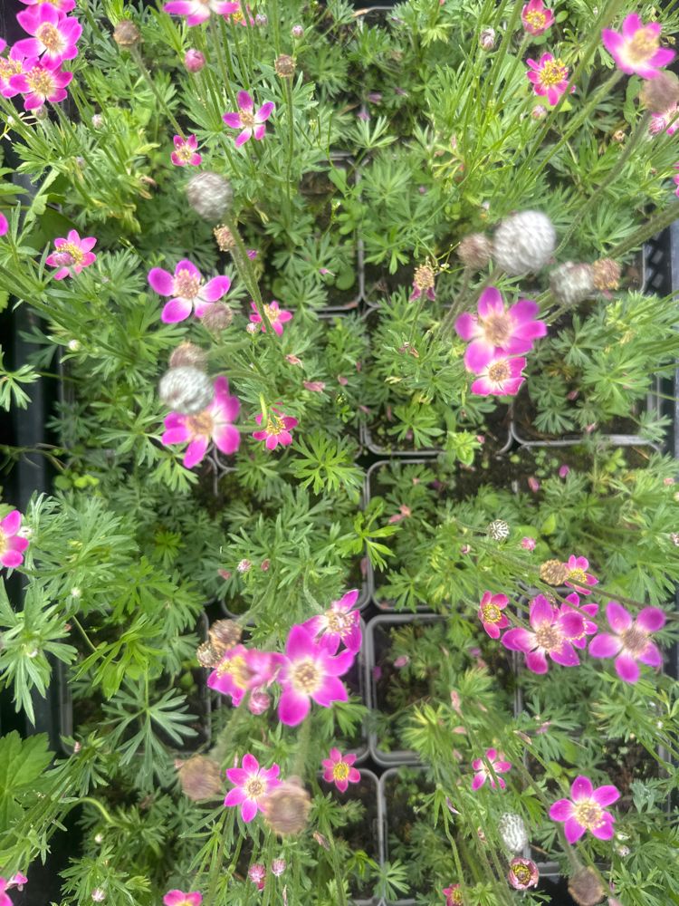 Anemone multifida 'Annabella Deep Rose' Frühsommer-Windröschen