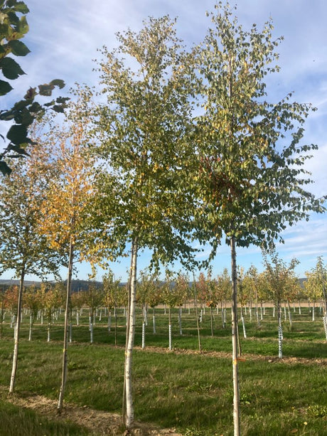 Betula pubescens Moorbirke