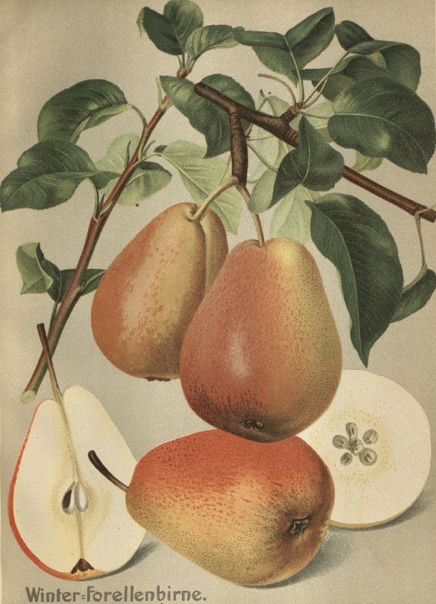 Pyrus com.'Nordhäuser Winterforelle'   CAC Birne 'Nordhäuser Winterforellen'     spät