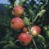 Malus 'Piros'  -S-                     CAC Apfel 'Piros'  -S-                    früh
