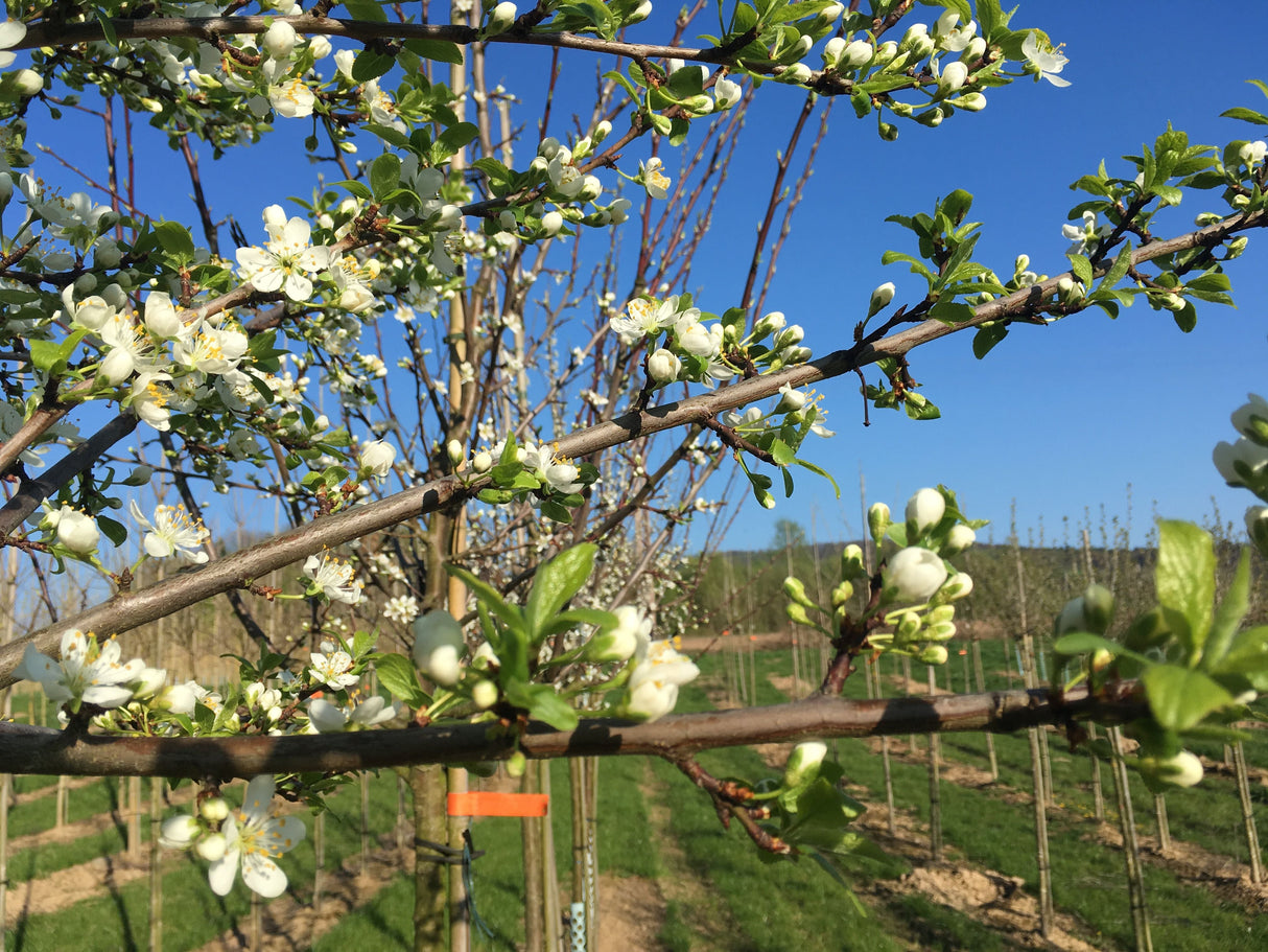 Prunus syr.'Bellamira'  -S-            CAC Mirabelle 'Bellamira'  -S-