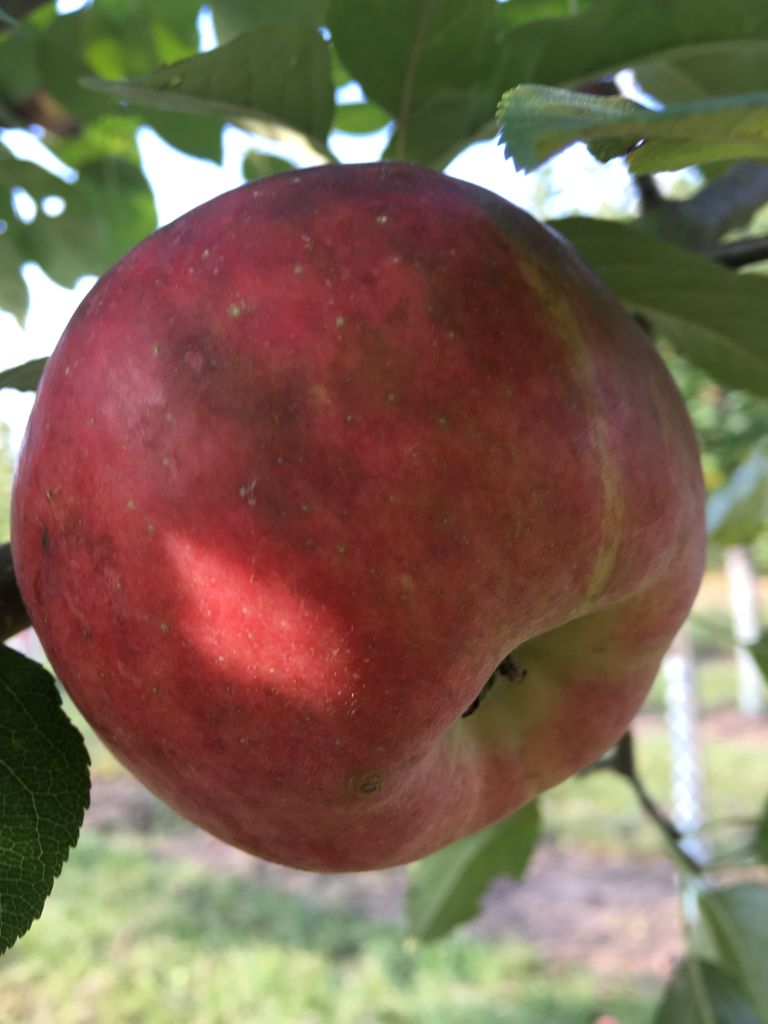 Malus 'Red Topaz' -S-               CAC Apfel 'Red Topaz' -S-
