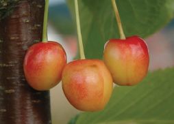 Prunus av.'Grevenbroicher Knorpelk.'       CAC Süßkirsche 'Grevenbroicher Knorpelk.' 6-7.KW