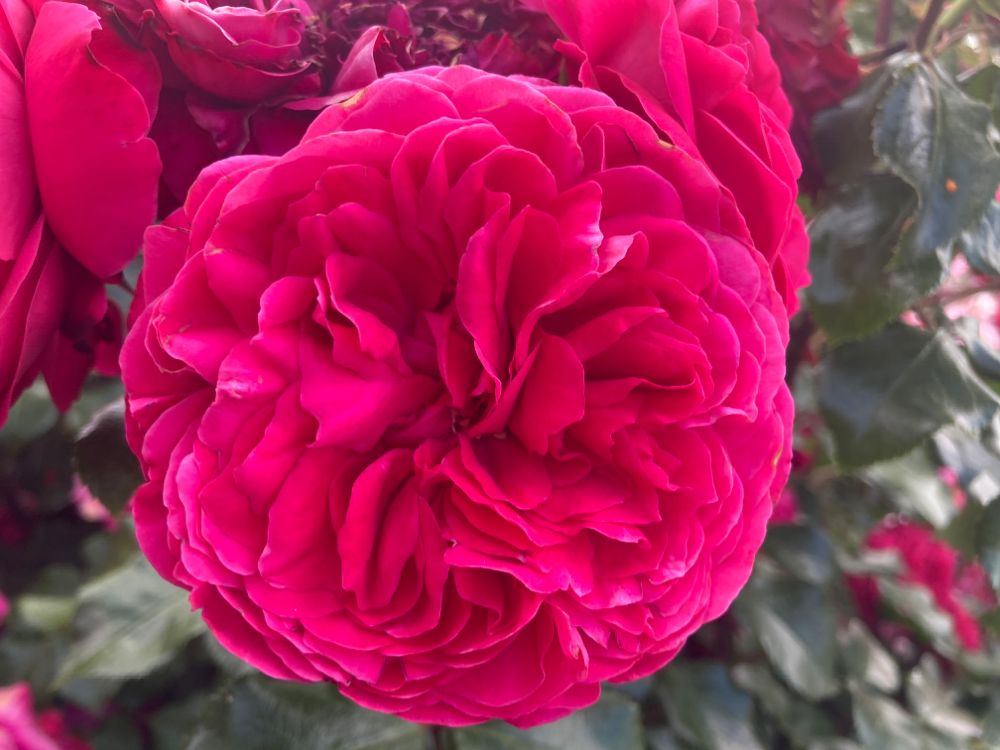 Rosa 'Red Leonardo da Vinci'  -R-       BT Beetrose 'Red Leon. da Vinci' -R- ADR-Rose