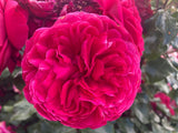 Rosa 'Red Leonardo da Vinci'  -R-       BT Beetrose 'Red Leon. da Vinci' -R- ADR-Rose