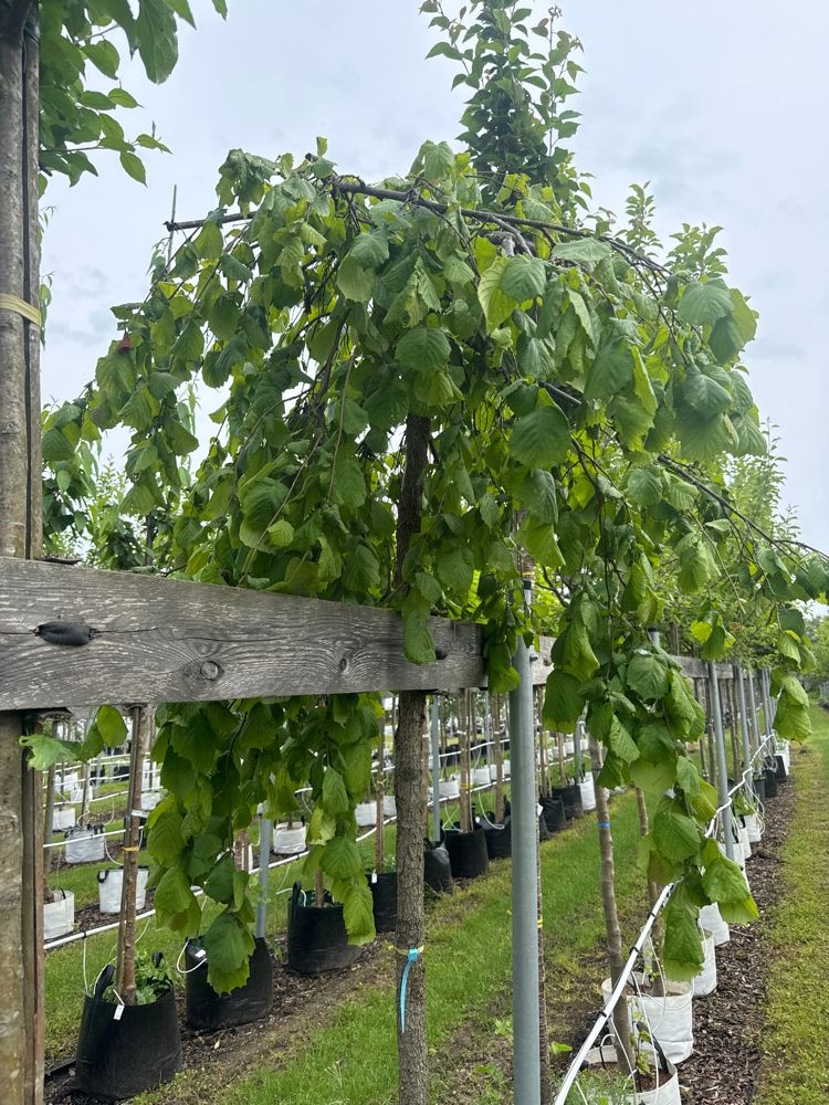 Corylus av.'Pendula' Hängende Waldhasel 'Pendula'