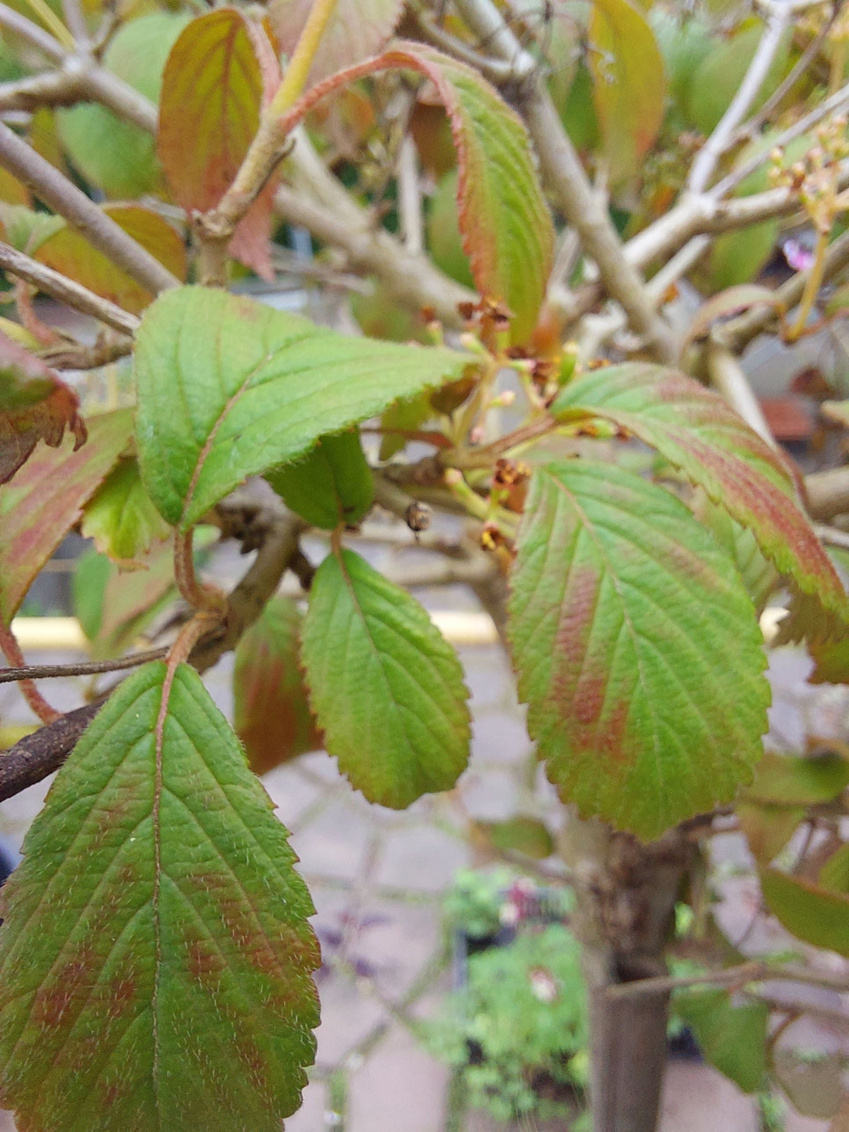 Viburnum plicatum 'Summer Snowflake' Japan.Schneeball 'Summer Snowflake'